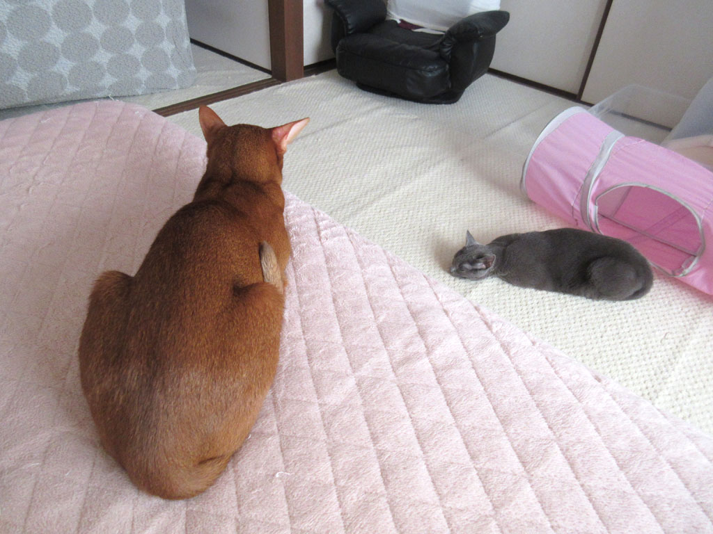 まったりタイムの2にゃん。