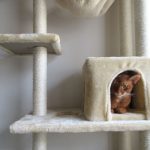 珍しい所にいたアビのすけ。