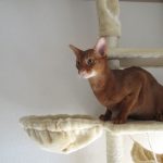 かわいいアビのすけ。