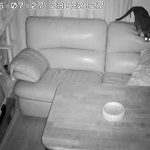 探検するアビのすけ。