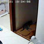 我が家の猫たち。