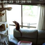 窓際に駆け寄るアビのすけ。