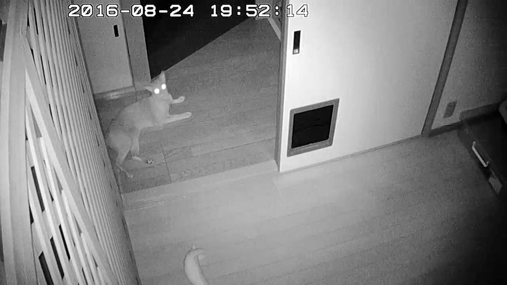 探検しているアビのすけ。