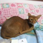 かわいいアビのすけ。