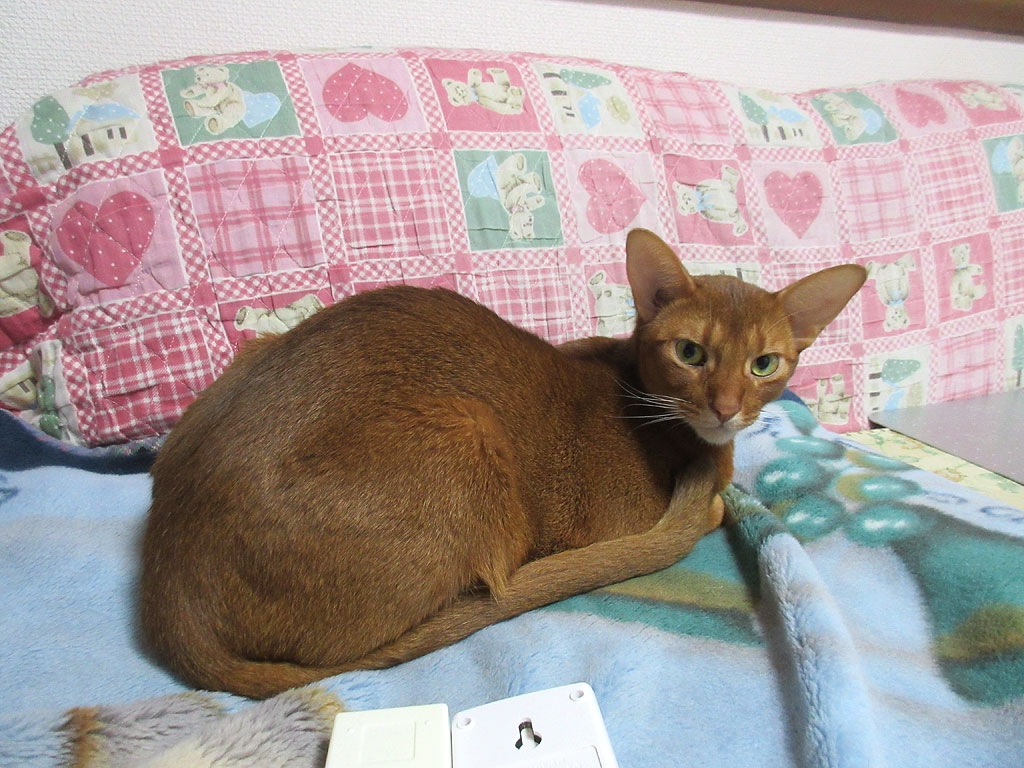 かわいいアビのすけ。