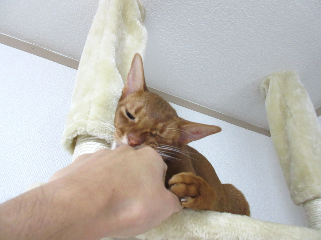 噛み噛みするアビのすけ。