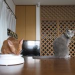 ロシ子とアビのすけ。