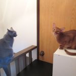 ロシ子とアビのすけ。