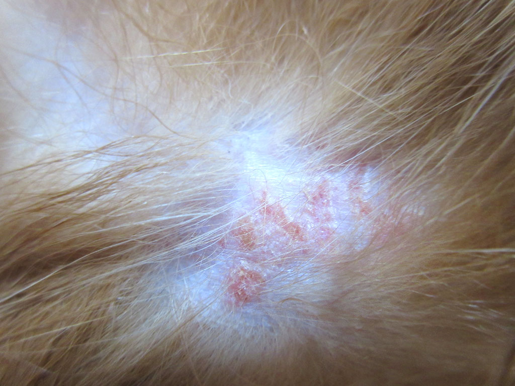 アビのすけの皮膚。