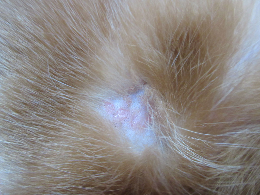 赤みが薄らいでいる?