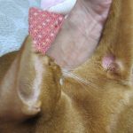 旅行前のアビのすけの皮膚炎の状況。