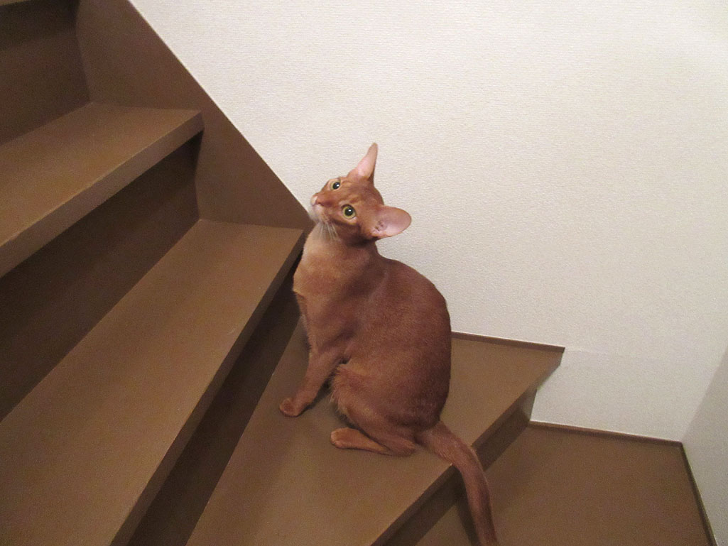 今朝のアビのすけ。