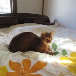 固まってるアビのすけ。