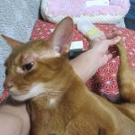 アビのすけの皮膚炎をチェック。