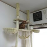 ペットシッターさんを見下ろすアビのすけ。