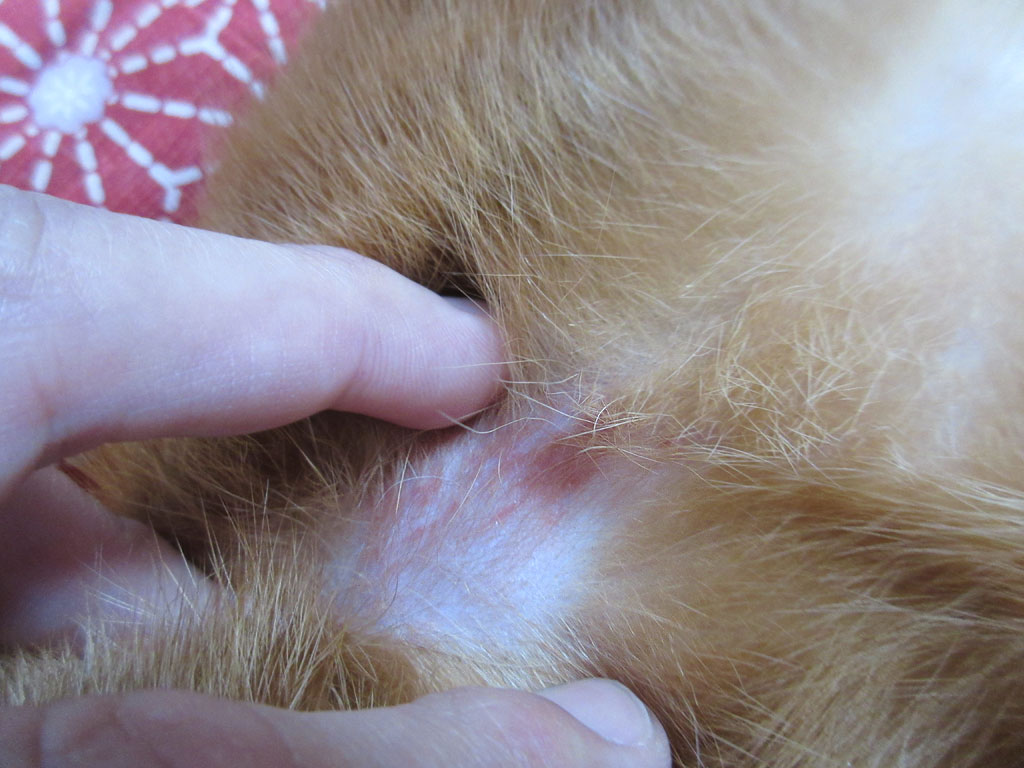 アビのすけの皮膚炎が沈静化に。