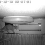 何をしてるんだ、アビのすけ。