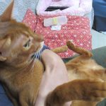 アビのすけの皮膚炎をチェック。