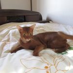 動物病院に行く前のアビのすけ。