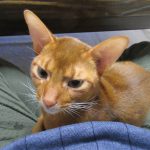 甘えん坊のアビのすけ。