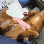 アビシニアンのアビのすけ君。