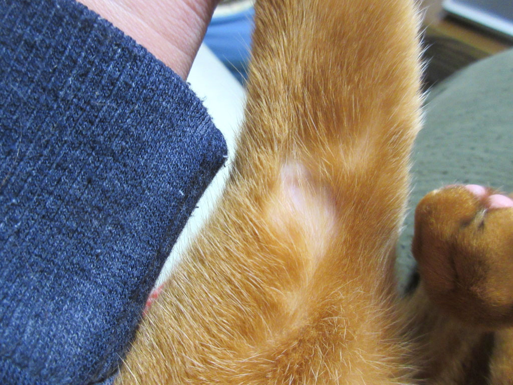 左腕の皮膚炎の状況。