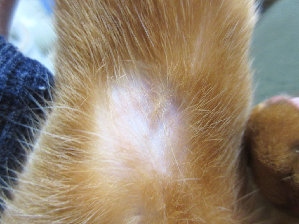 完治した左腕の皮膚炎。