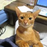 逞しいアビのすけ。