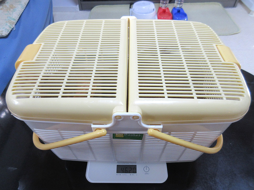 アビのすけの体重測定の様子。