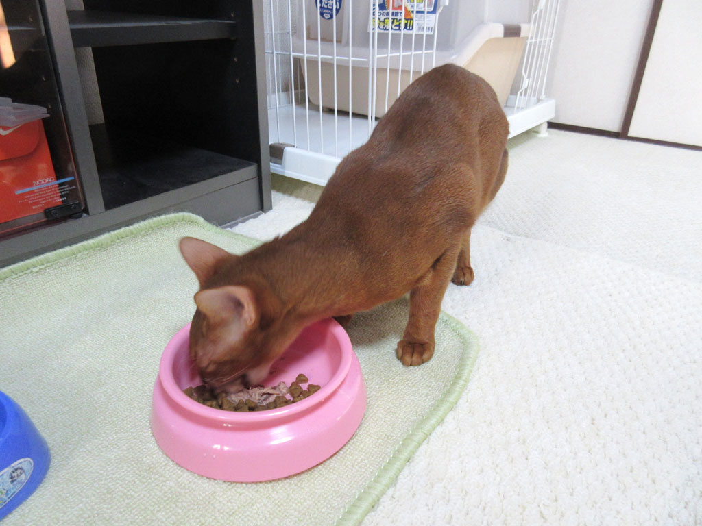 大口を開けて食べるアビのすけ。