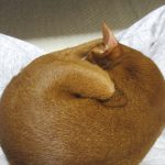 あぐらの上のアビのすけ。