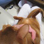 アビのすけの皮膚炎をチェック。