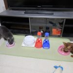 猫たちの晩ご飯の風景。