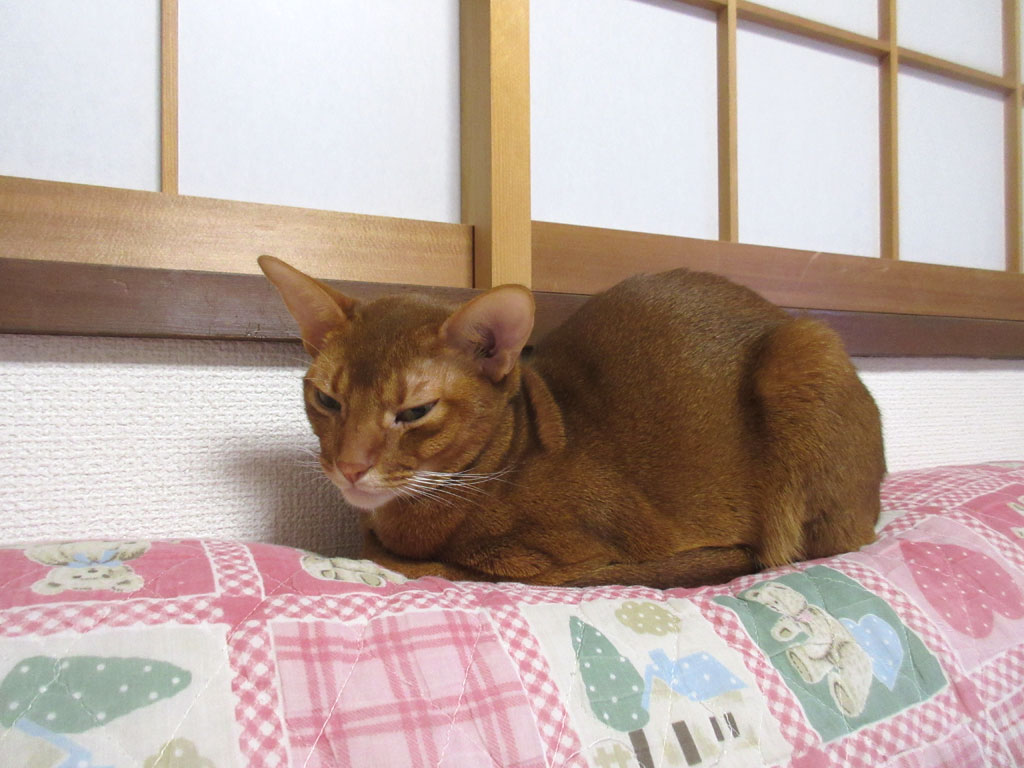 眠そうなアビのすけ。