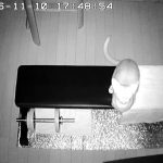 徘徊しているアビのすけ。