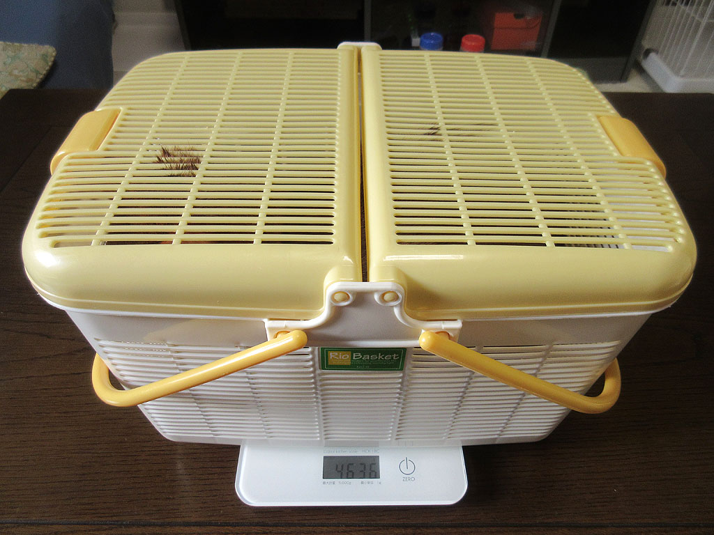 アビのすけの体重測定の様子。