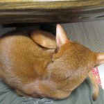 甘えん坊のあびのすけ。