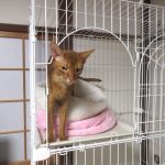 悪戯坊主のアビのすけ。