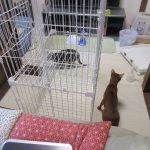 大掃除の猫たち。