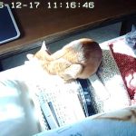 仲良し2にゃん？