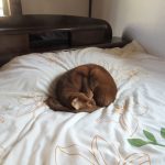 お正月のアビのすけ君。