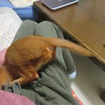 おバカなアビのすけ。