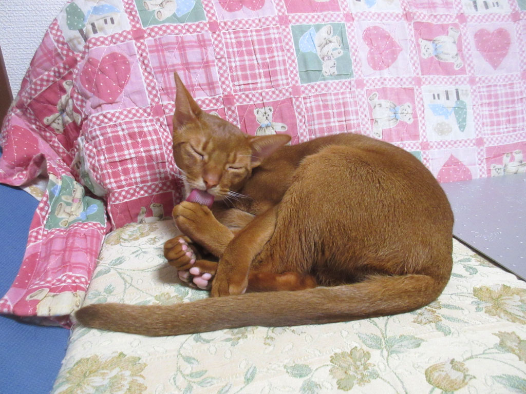 カマキリみたいなアビのすけ。