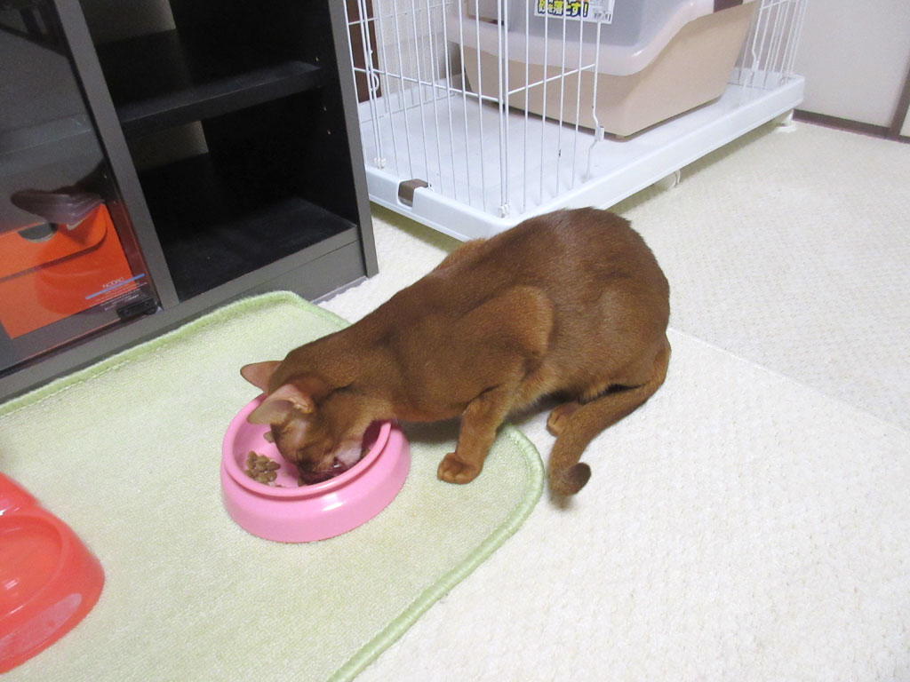 ご飯が大好きなアビのすけ。