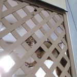 やかましいアビのすけ。