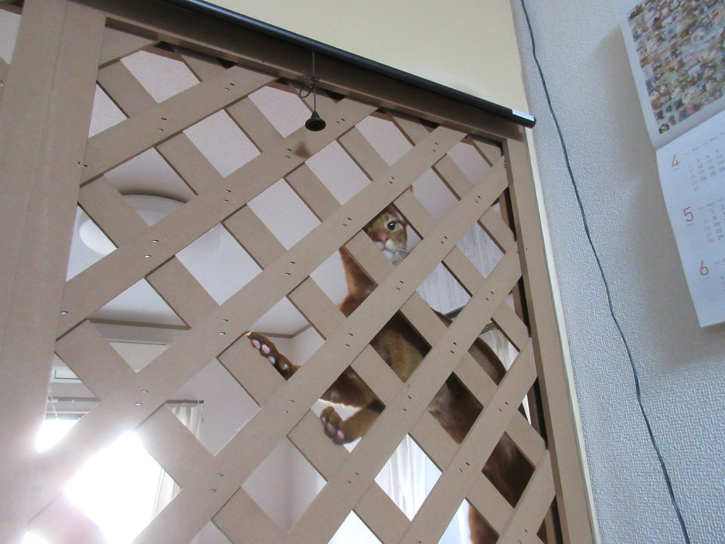 笑えるアビのすけ。