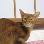 美猫なアビのすけ。