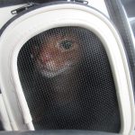 ビビりのアビのすけ。