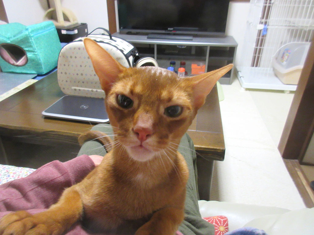 元気だったアビのすけ。