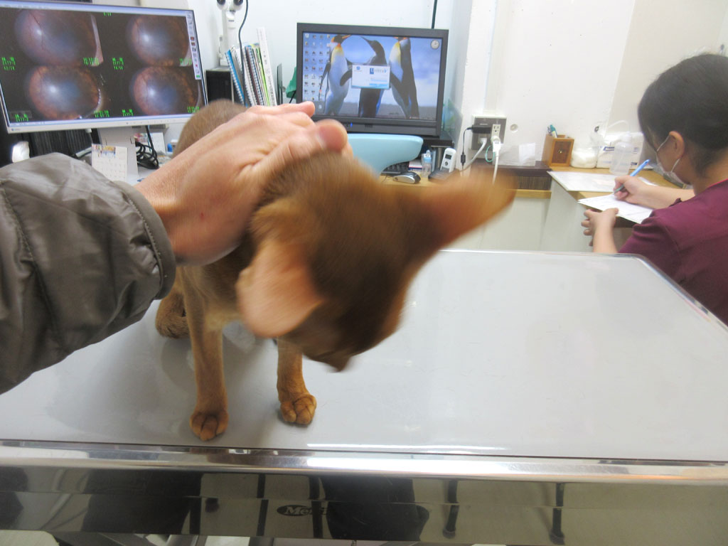 スリスリするアビのすけ。